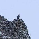 Peregrine Falcon; Halcón Peregrino