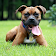 Boxer  Dog HD Wallpaper icon