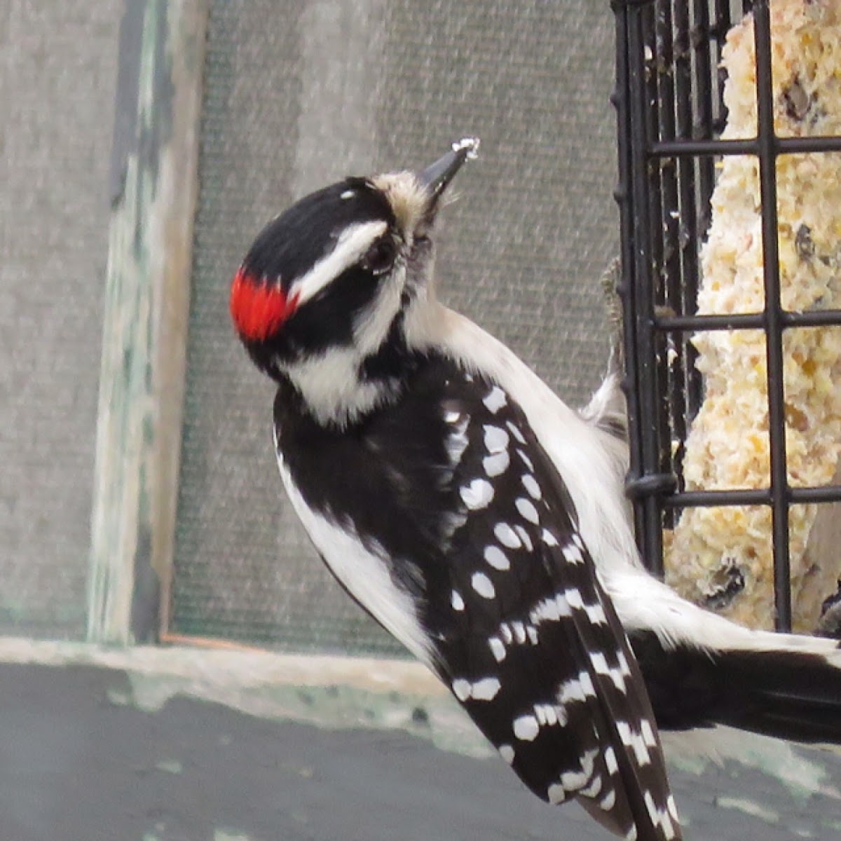 Downy woodpecker