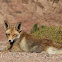 Egyptian Red Fox