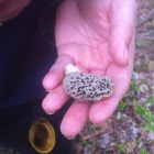 Common morel