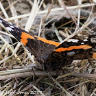 Red Admiral