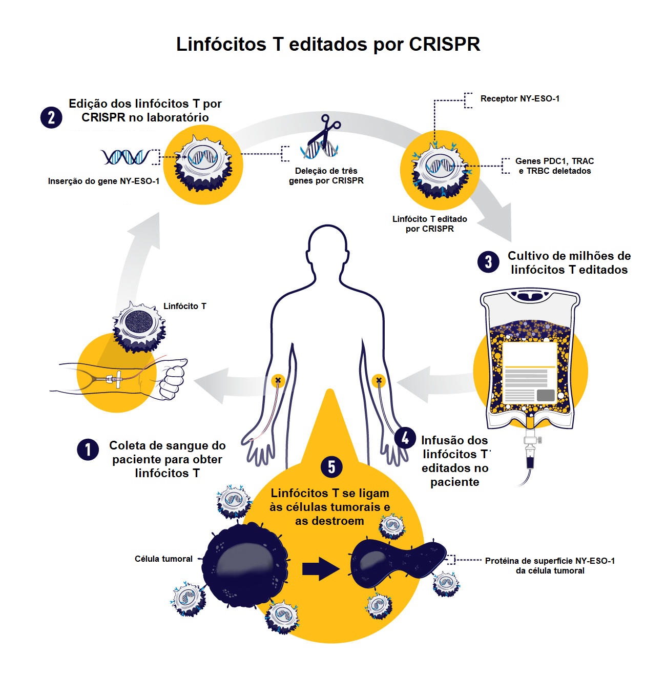 Processo de imunoterapia por CRISPR para tratamento do câncer.