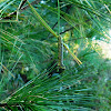 White Pine Sawfly Caterpillar