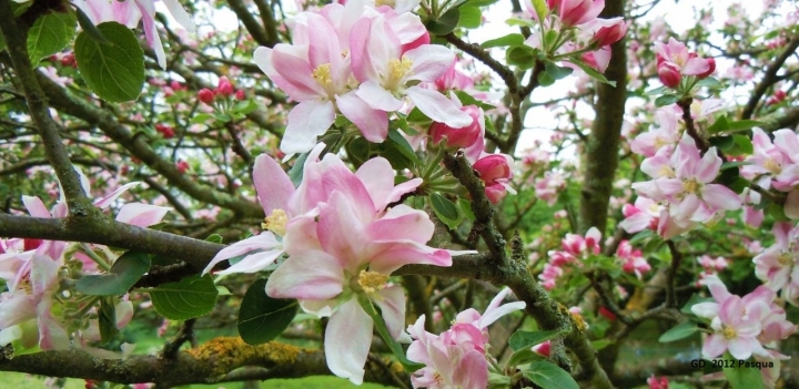 Fiori di melo aprile 2012 di Gianni DeDonat