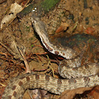 Lowland Hump-nosed Viper