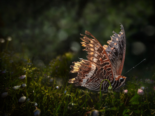 Charaxes jasius di bi