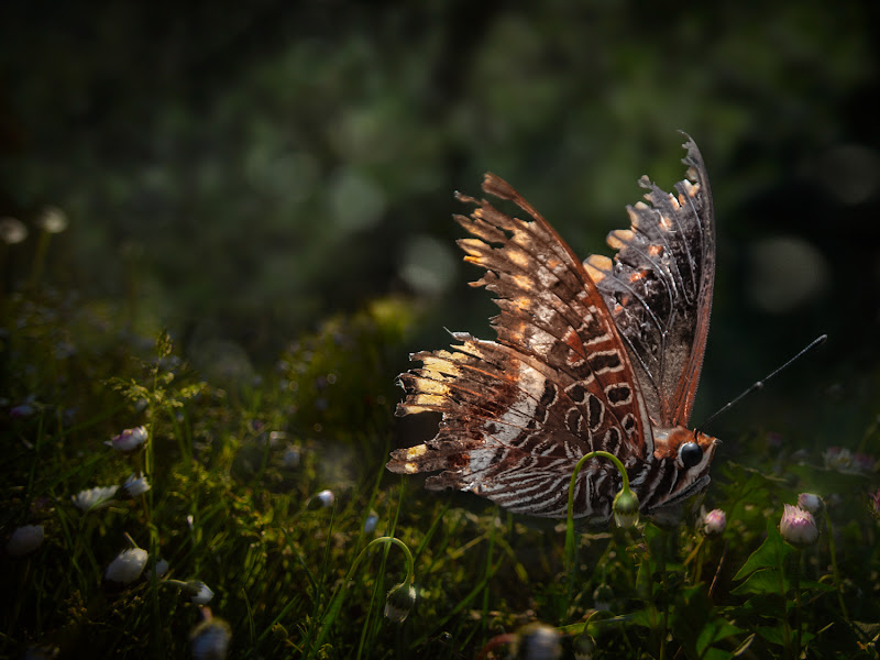 Charaxes jasius di bi