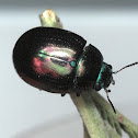 Callidemum hypochalcum Beetle