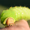 Polyphemus Moth Caterpillar