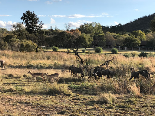 New & Improved Lions Park South Africa 2018