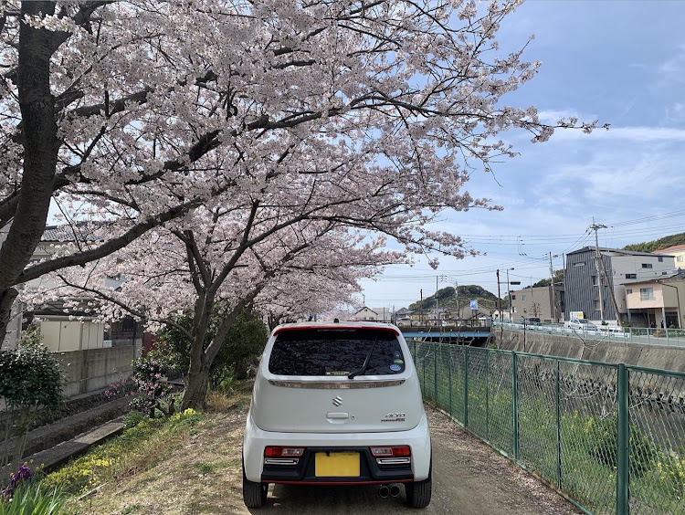 アルト ターボRSの桜とコラボ🌸・サクラと愛車・桜スポット・まだまだ探すよ・良い走りに関するカスタム事例の投稿画像5枚目