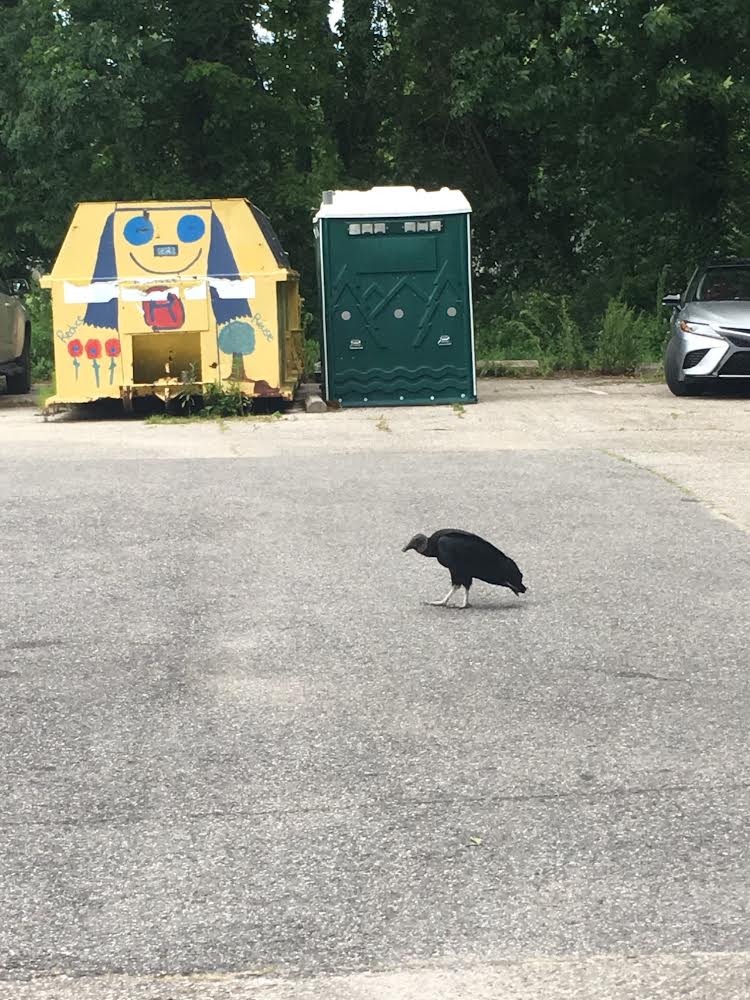 Black Vulture