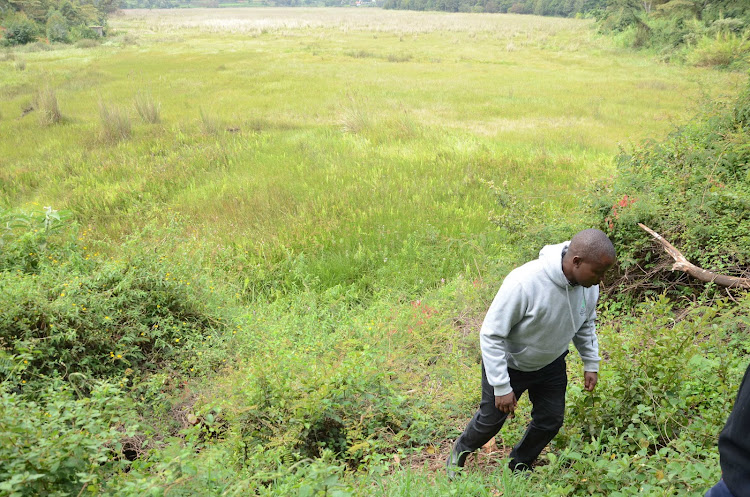 Friends of Ondiri Wetland coordinator David Wakogy checks part of the wetland that has been undergoing rehabilitation. Image: DOUGLAS OKIDDY.