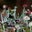 Cladonia ramulosa