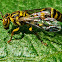 Asian paper wasp