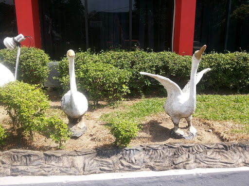 White Duck