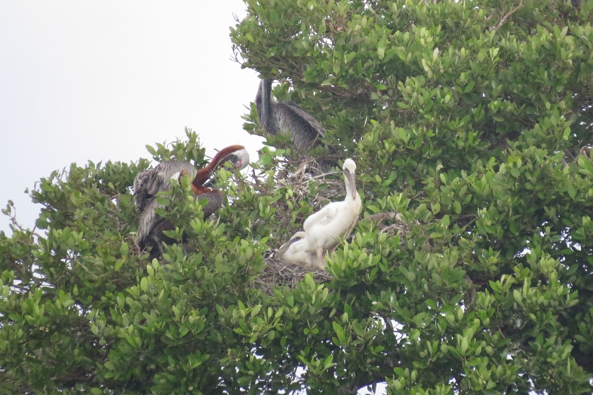 Brown Pelican