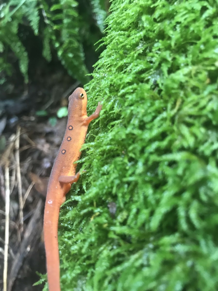 Eastern newt