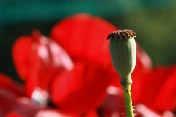 I miei petali mi hanno abbandonato di aag