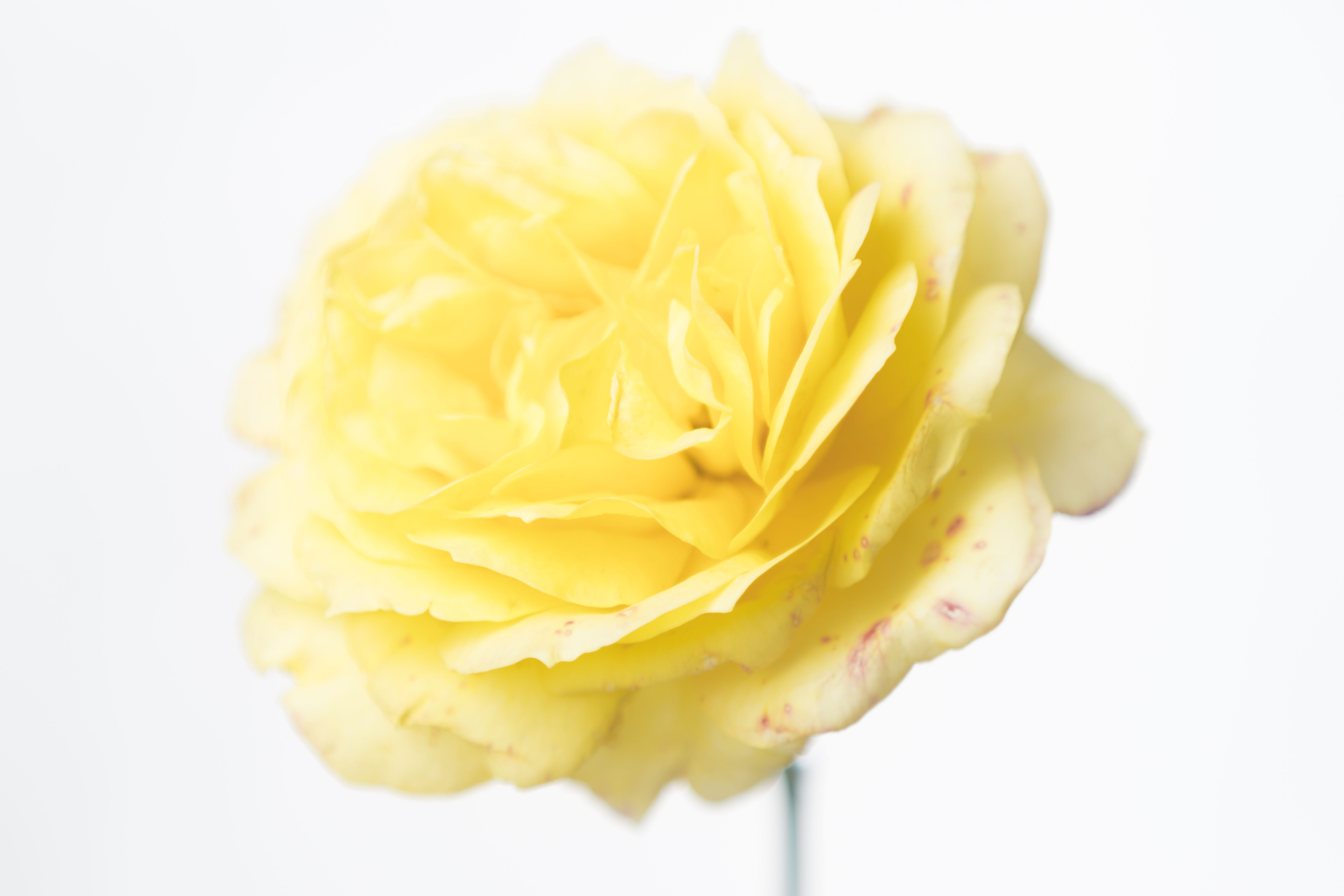 Light Yellow Rose di Cperso