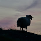 Scottish Blackface sheep