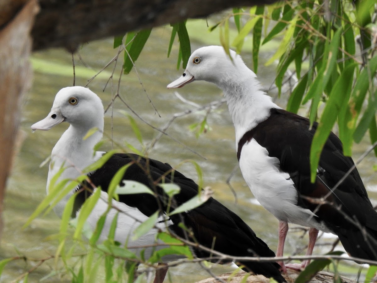 Radjah shelduck (Burdekin Duck)