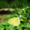 Sri Lanka One Spot Grass Yellow