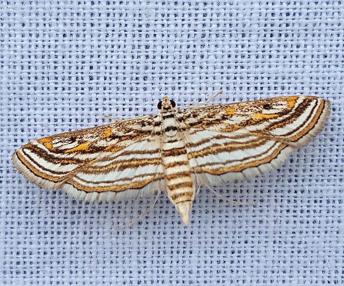 Aquatic Rice Moth