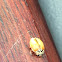 Painted Lady Beetle