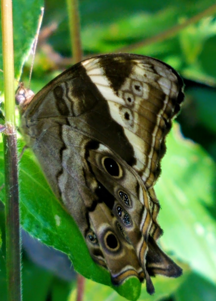 Bamboo treebrown