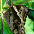 Bamboo treebrown