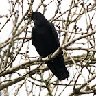 Carrion Crow