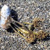 Sea weed growing on mussel