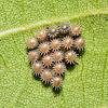 Stink Bug Eggs