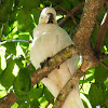 Greater Sulphur-crested Cockatoo