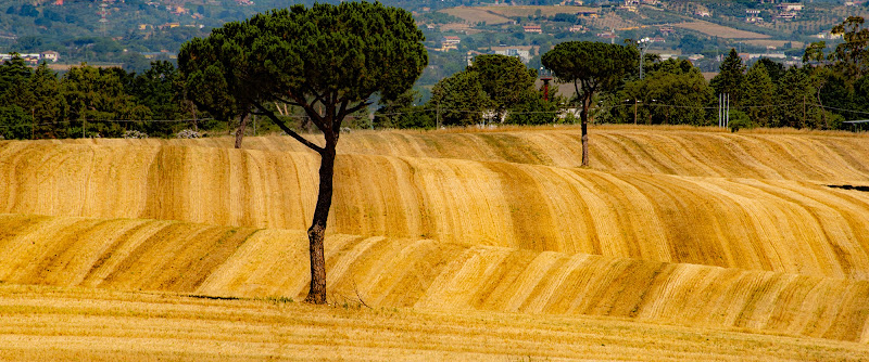 Onda gialla di Alduccio