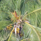 Coconut Palm