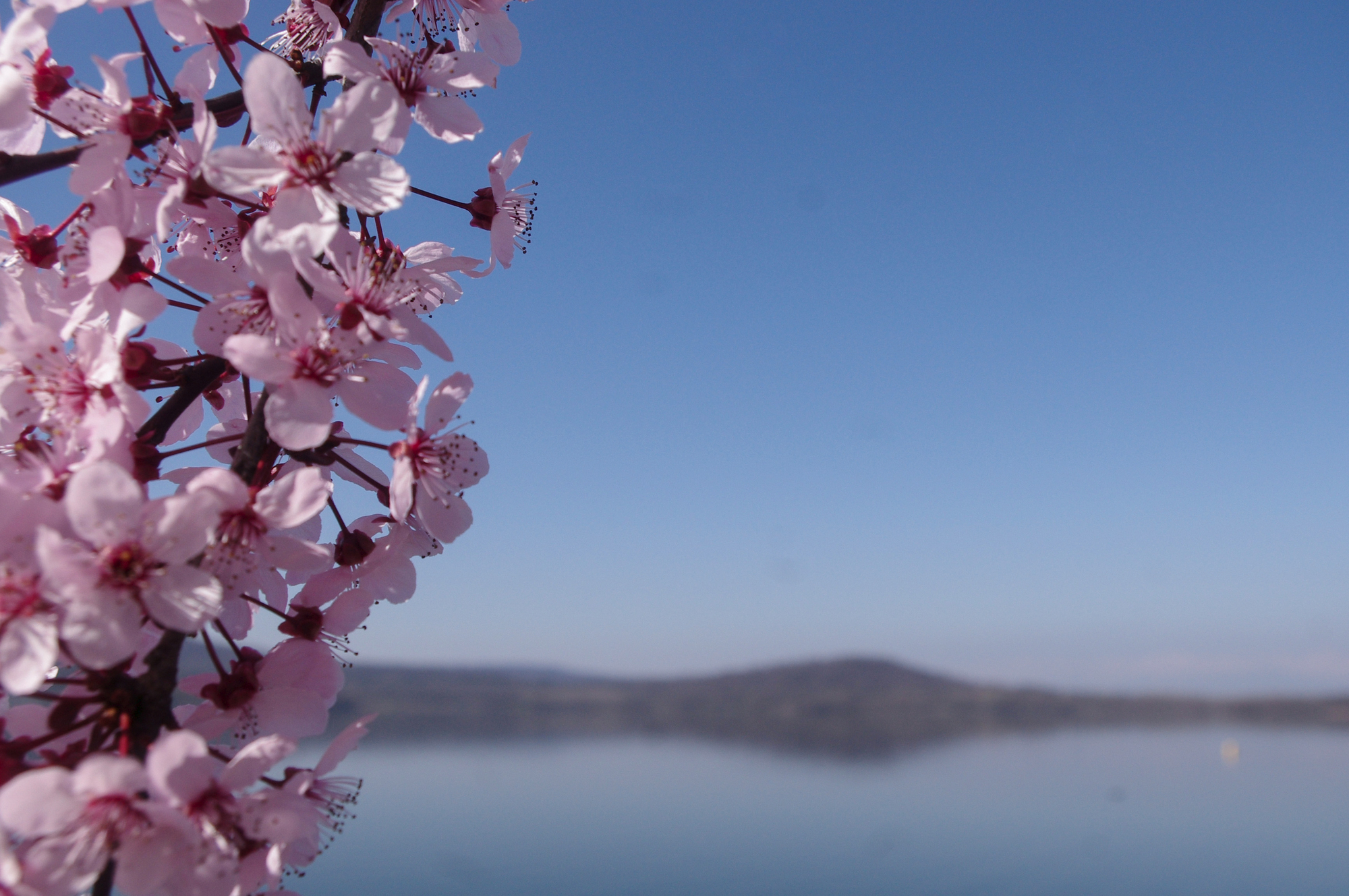 Fiori sul lago di Marck Nibi