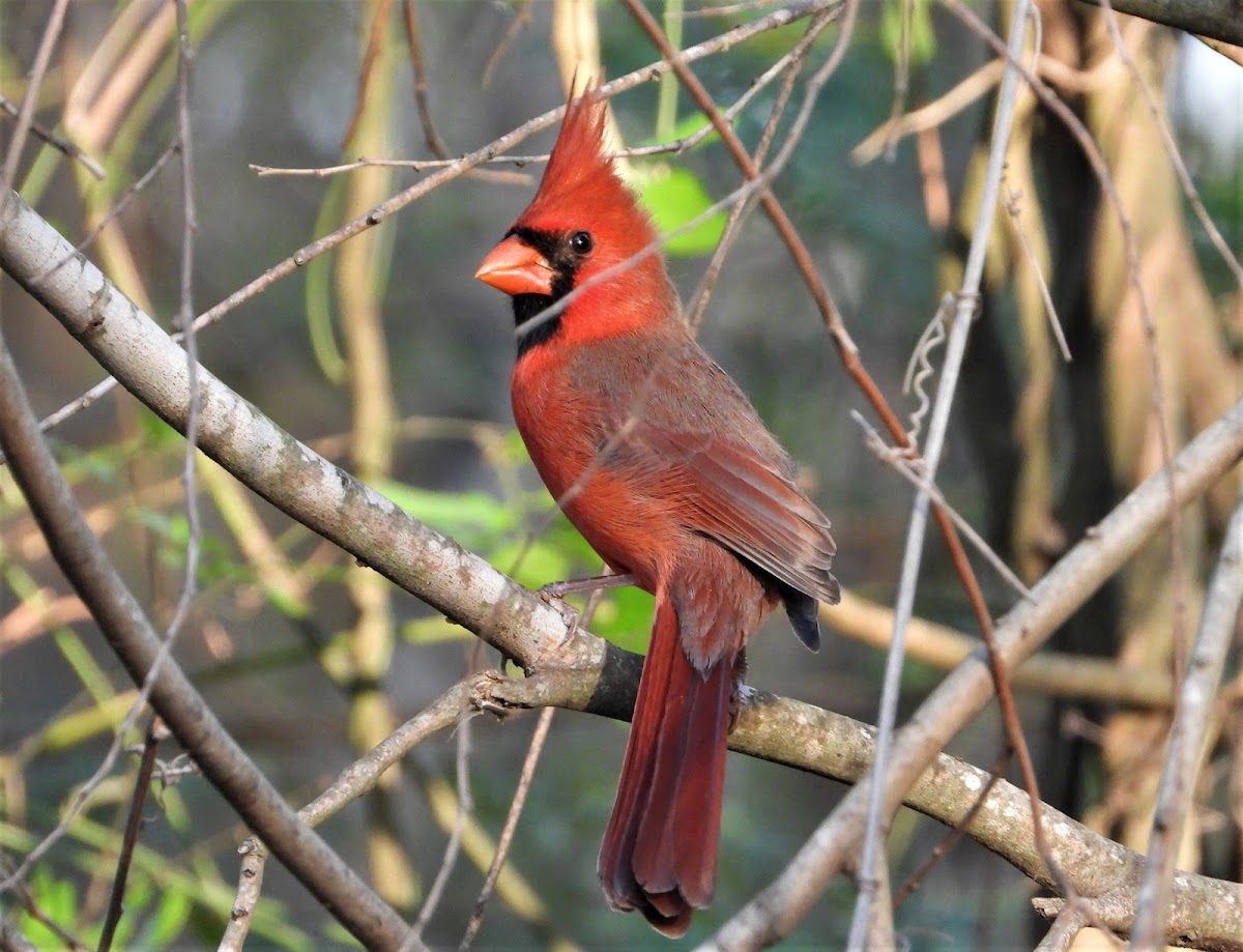 Northern cardinal (male)