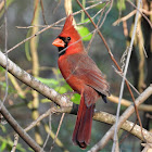 Northern cardinal (male)