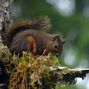 Douglas squirrel