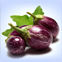 Brinjal Cultivation IIHR