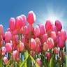 Tulip Field Live Wallpaper icon