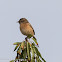 Stonechat; Tarabilla Común