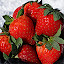 Strawberry Wallpaper for New Tab