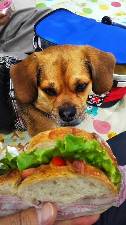 Z4 ロードスターのピックアップに選ばれたい・z4・駆け抜ける喜び・BMW・犬に関するカスタム事例の投稿画像3枚目