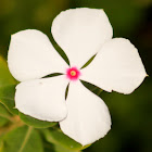 Madagascar Primrose