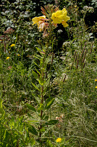 Oenothera glazioviana