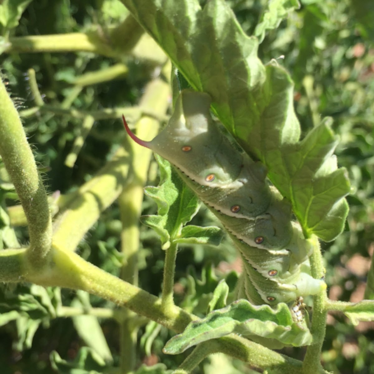 Tobacco hornworm